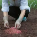 Cómo evaluar el riesgo de contaminación en un cultivo