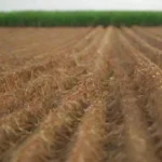 Influencia de sustratos en rendimiento y calidad de cosechas