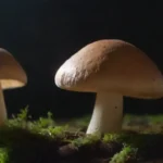 Qué tipo de luz es mejor para el cultivo de hongos