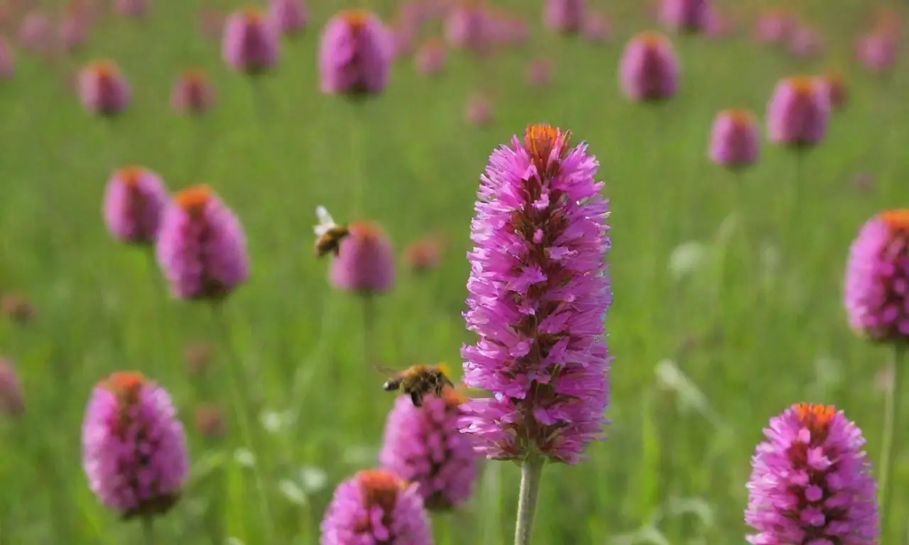 Naturaleza viva: flores, abejas, mariposas y ecosistemas prósperos
