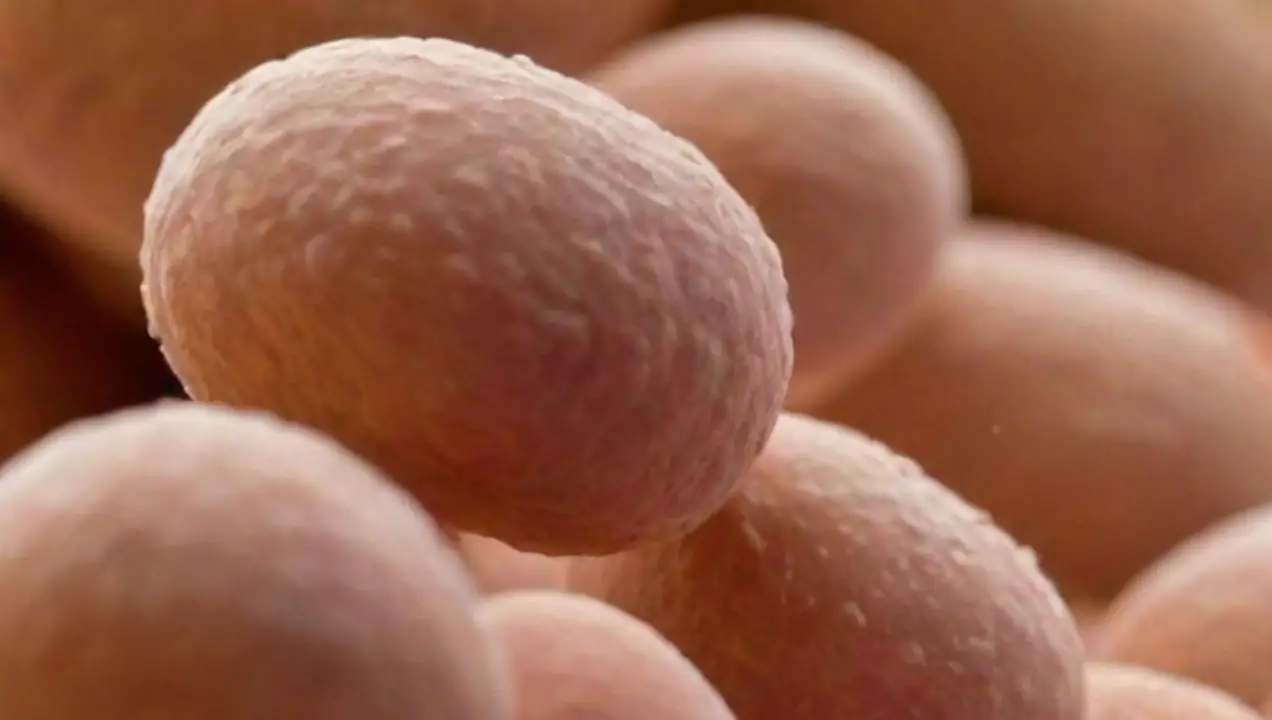 Síntomas de infecciones por levaduras de Síntomas comunes de las enfermedades por hongos en humanos