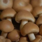 El valor económico de los hongos en mercados locales