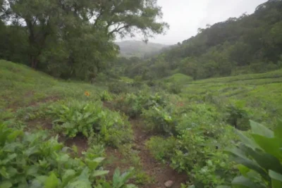 Naturaleza vibrante y sostenible con plantas diversas y vida silvestre saludable