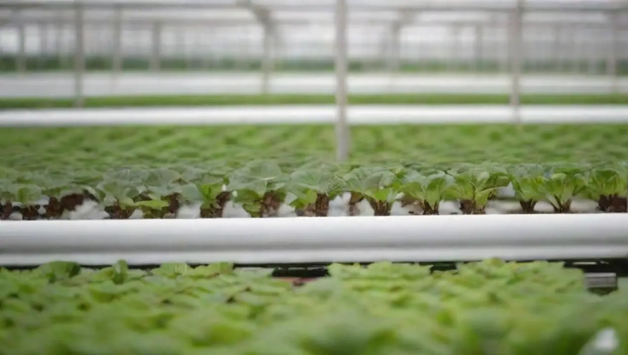 Hidroponía: una técnica agrícola eficiente en invernaderos de Compatibilidad de técnicas agrícolas y diseño de invernaderos