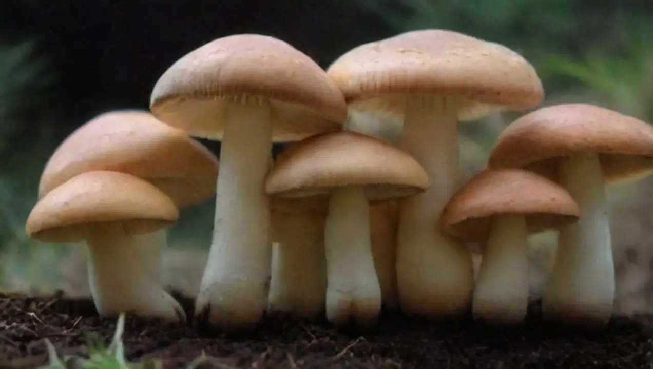 Selección de cepas adecuadas para climas extremos de Cómo adaptar el cultivo de hongos a climas extremos