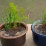 cómo hacer un abono de algas para nutrir tus plantas