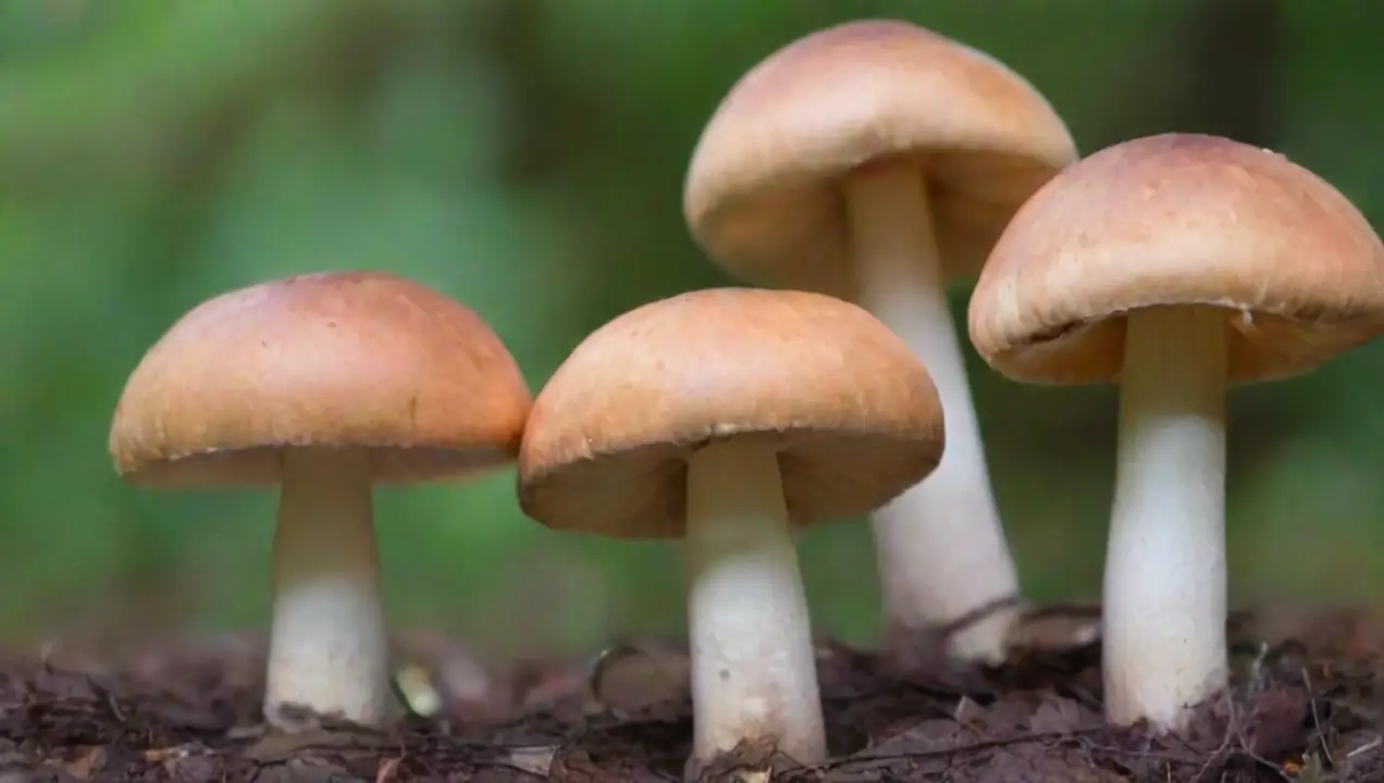 Mitos sobre la Toxicidad de los Hongos de Desmitificando los mitos sobre nutrición y los hongos