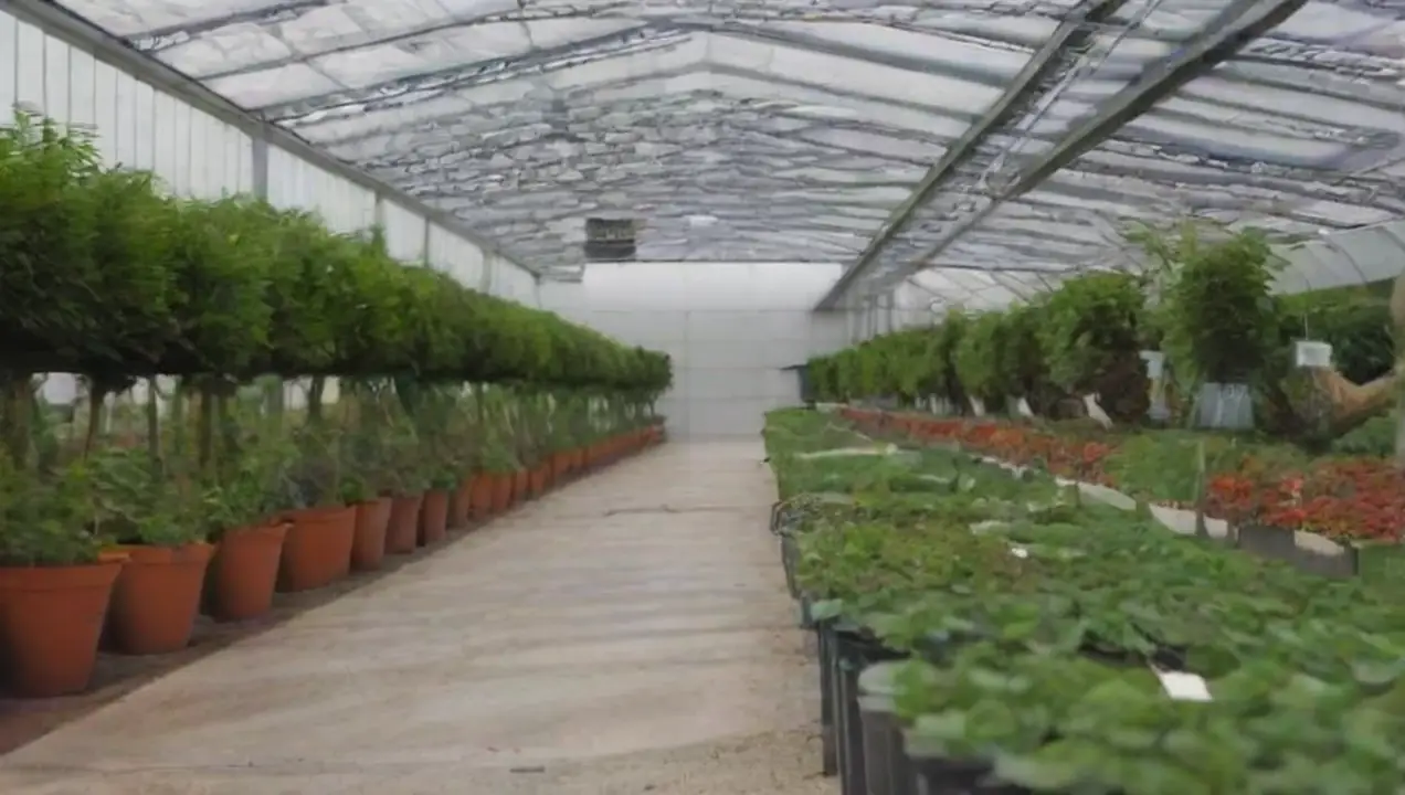 Errores en la gestión de la temperatura de Errores comunes al manejar el ambiente de cultivo en horticultura