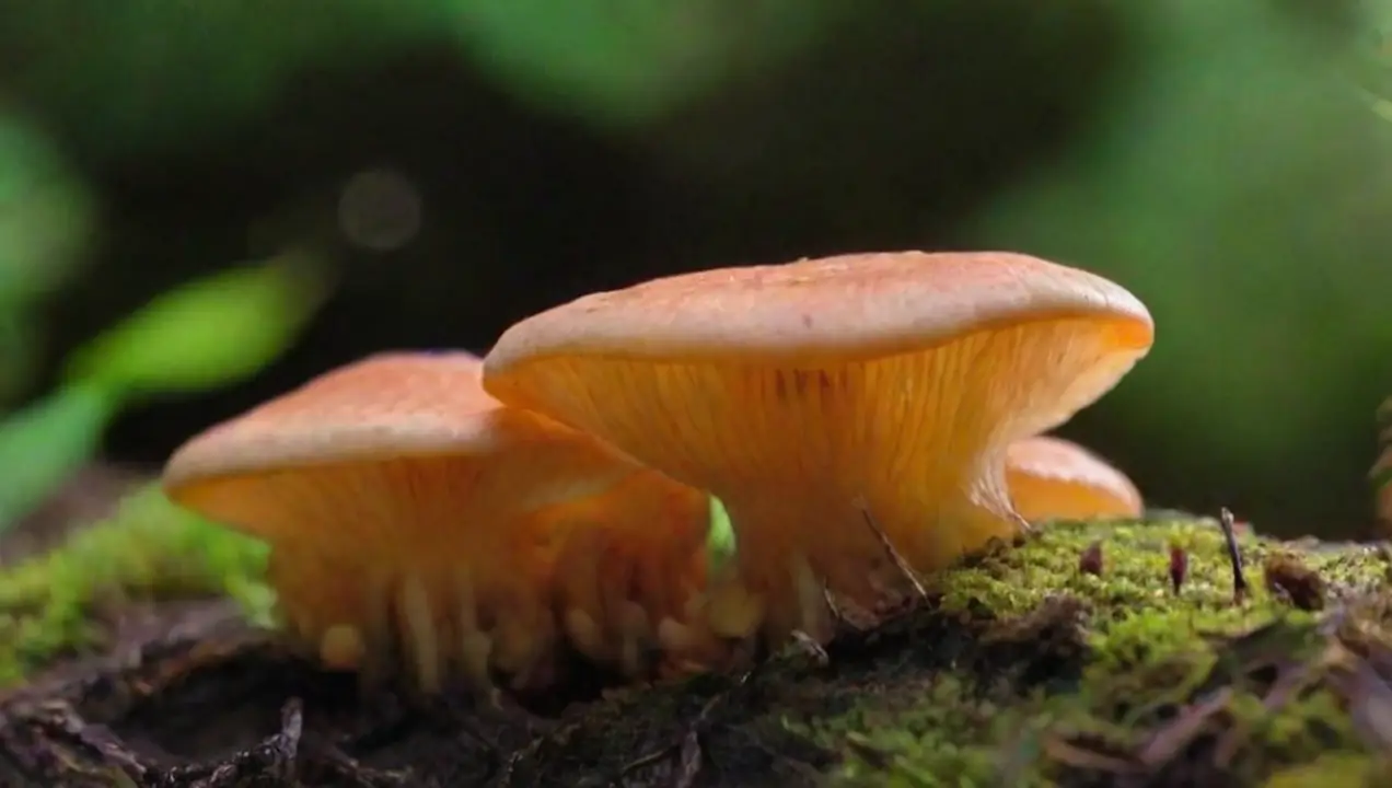 Fisiología de los hongos y su adaptación a la altitud de Influencia de la altitud en el cultivo y desarrollo de hongos