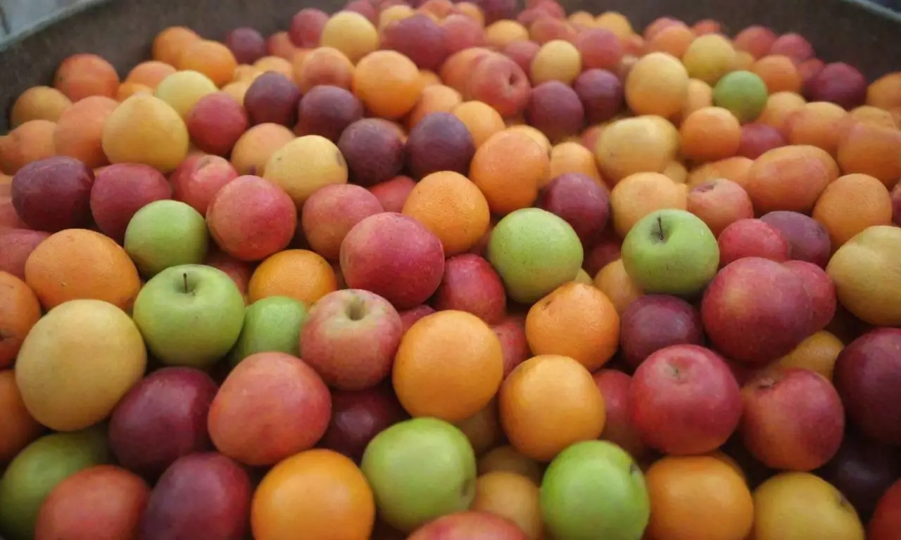 Gestión de residuos de frutas y técnicas sostenibles