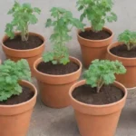 Es posible cultivar tubérculos en macetas con buen suelo