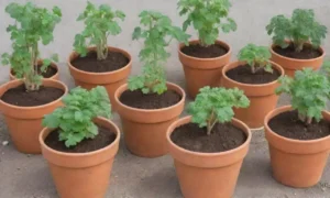 Es posible cultivar tubérculos en macetas con buen suelo