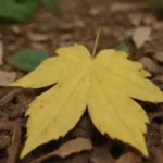 Signos de plagas: hojas amarillas