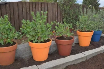 Estrategias para climas fríos: macetas aisladas