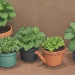 Lechuga verde brillante en un jardín casero con macetas