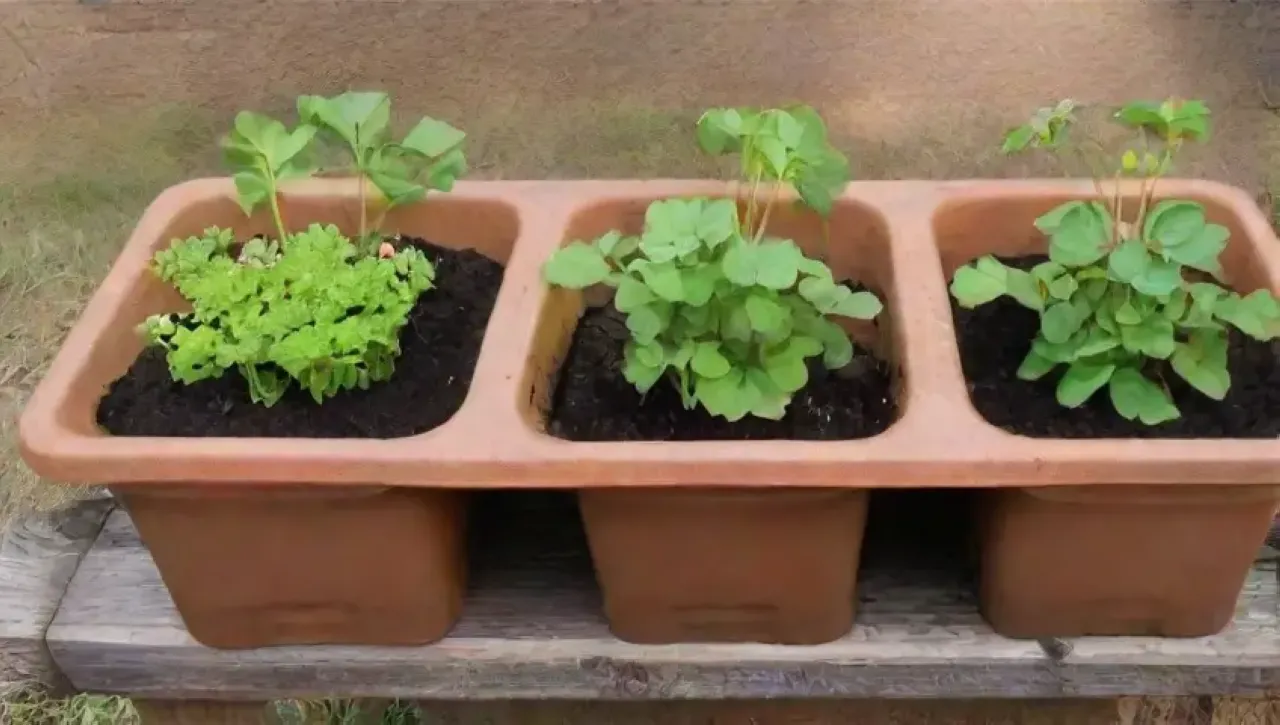 Un vibrante jardín lleno de plántulas verdes, flores coloridas y herramientas de jardinería