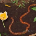 Qué importancia tiene el balance de carbono y nitrógeno en compost