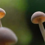 Funcionamiento e importancia de las esporas en la naturaleza