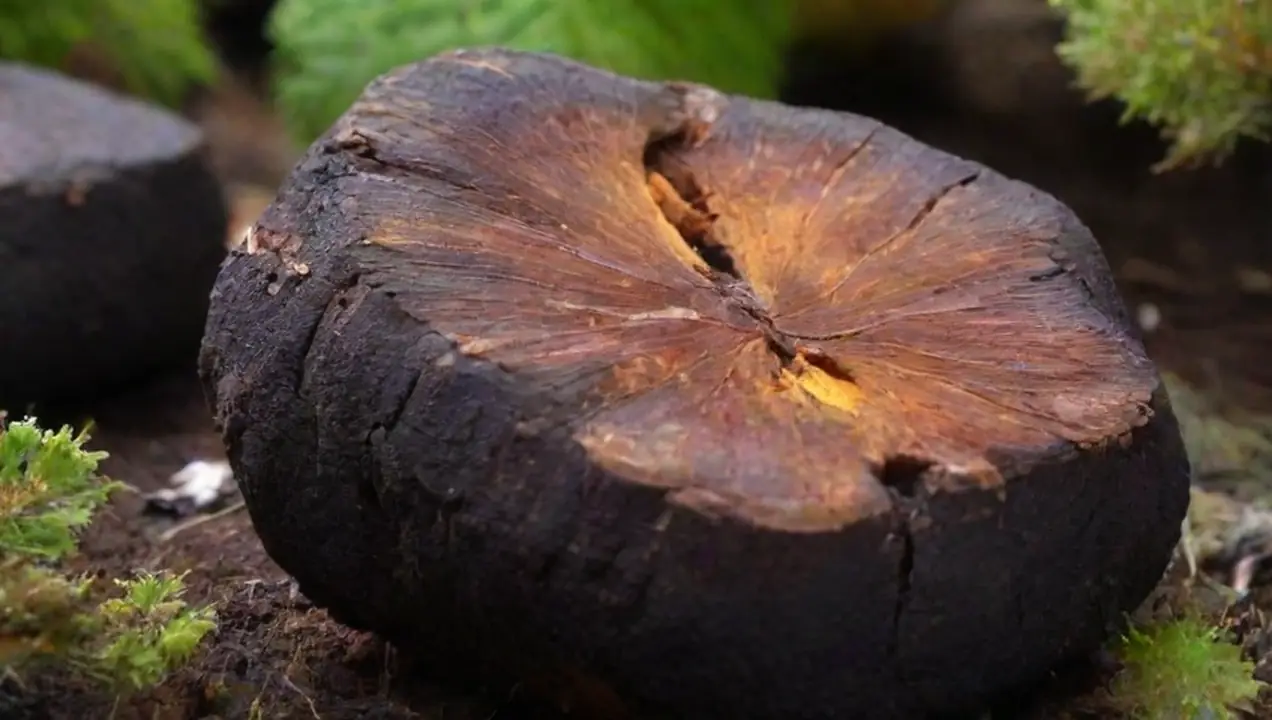 El Chaga y sus propiedades antioxidantes de Propiedades medicinales de los hongos: beneficios y usos en salud