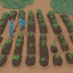 Consejos para jardinería en clima frío: cultivo de tubérculos