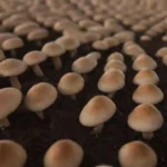Técnicas para calentar un cultivo de hongos en invierno