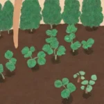 Guía completa para cultivar patatas en casa