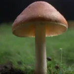 Guía completa sobre el ciclo del cultivo de hongos explicado