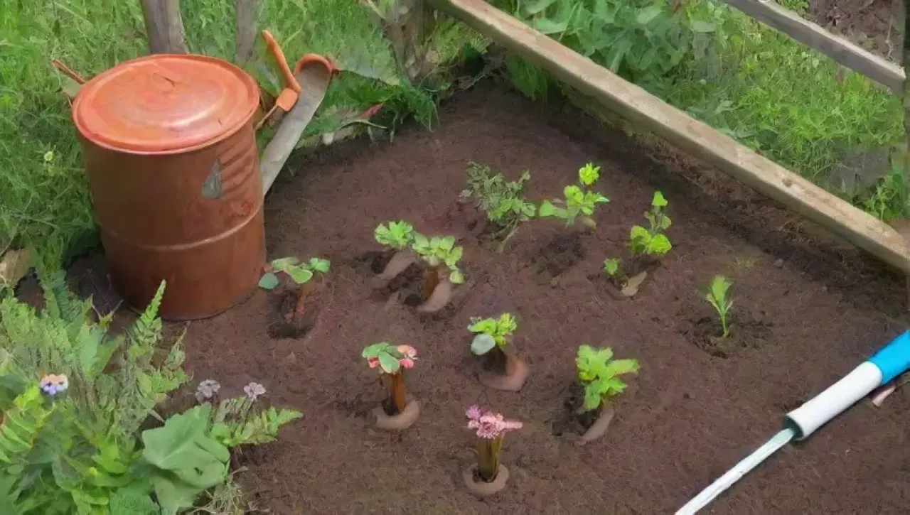 Un jardín vibrante con hojas verdes, flores, tomates rojos, herramientas y vida silvestre