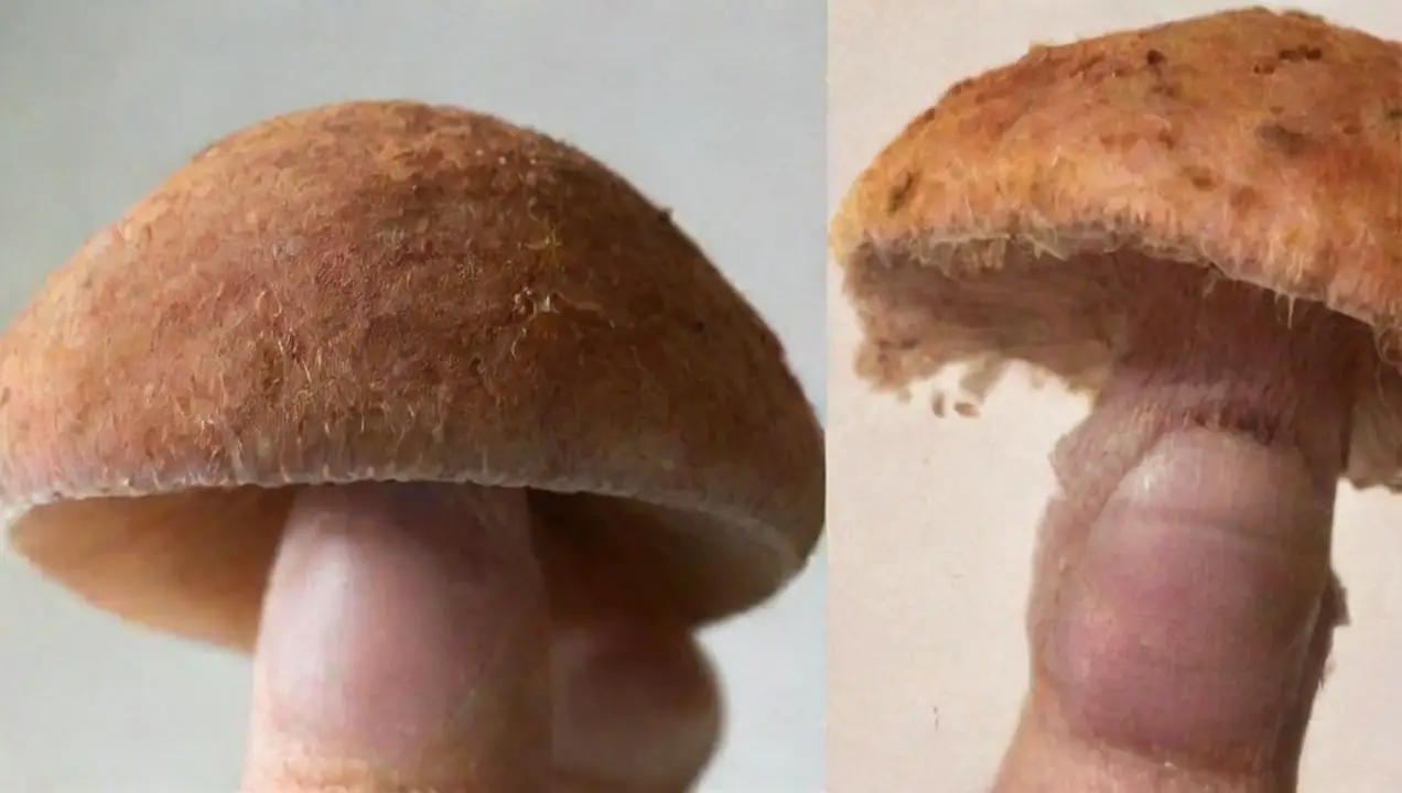 Preparación del sustrato: el primer paso hacia la inoculación de Técnicas de inoculación de hongos: métodos y enfoques clave
