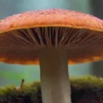 Efectos neuroprotectores de los hongos medicinales en la salud