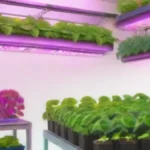 Qué papel juegan los LED en la agricultura vertical moderna