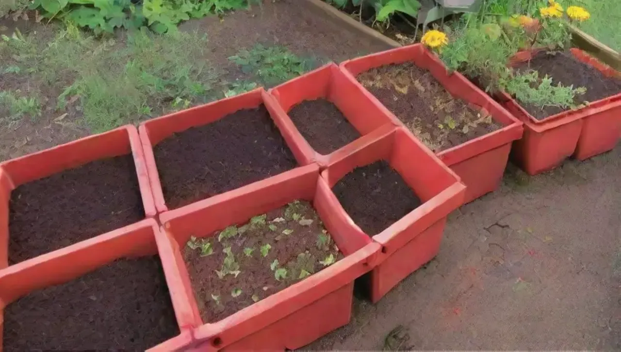 Un jardín vibrante y comunitario lleno de vida y aprendizaje sobre compostaje