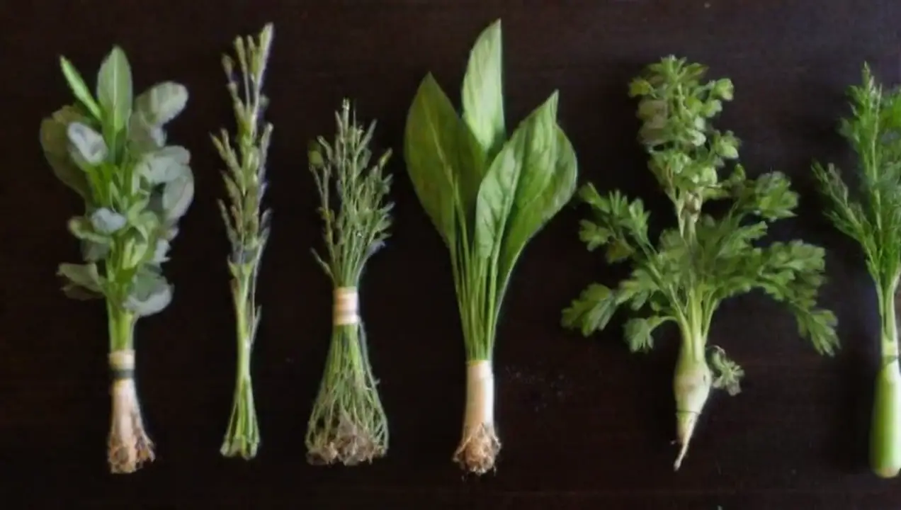 Hierbas que son perfectas para principiantes de Cuáles son los mejores cultivares para principiantes