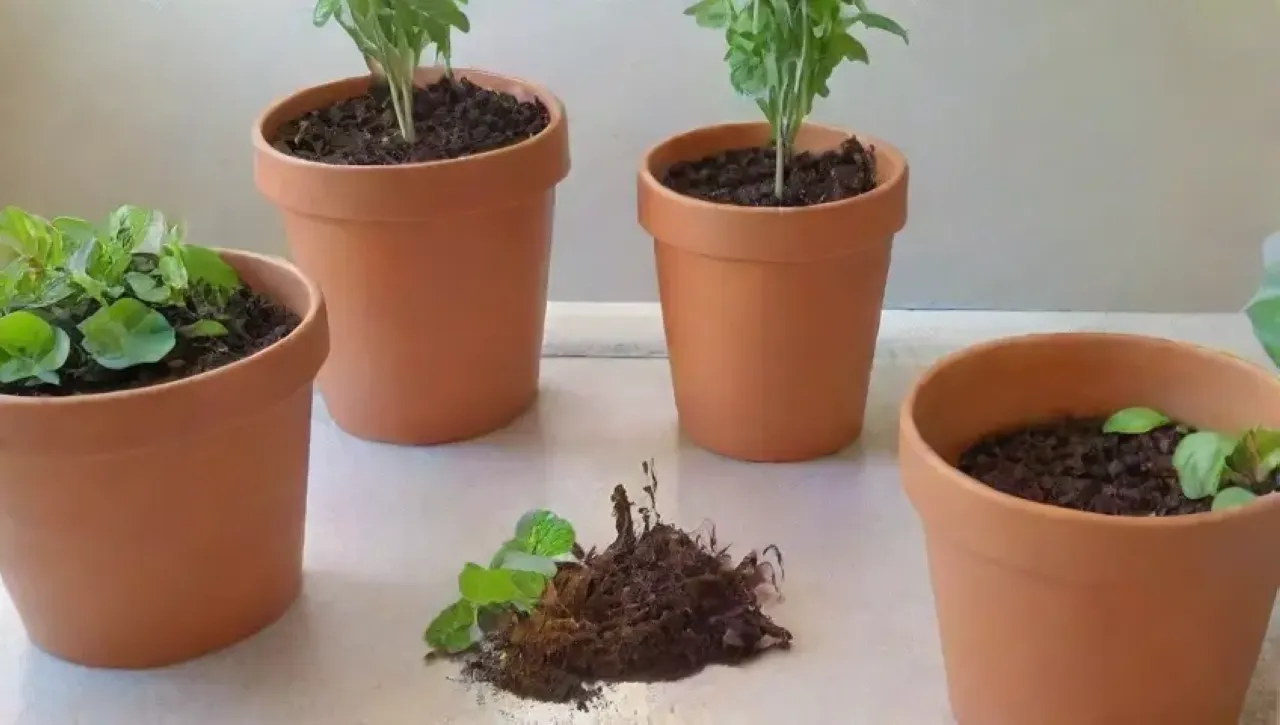 Un rincón alegre de compostaje urbano con hojas verdes, restos de cocina y plantas