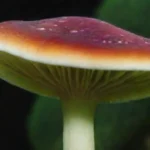 Beneficios de las algas marinas en la nutrición de hongos
