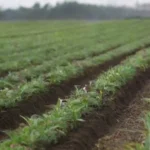 Financiación efectiva para proyectos de cultivo sostenible