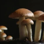 Estudios sobre hongos en biocombustibles de residuos orgánicos