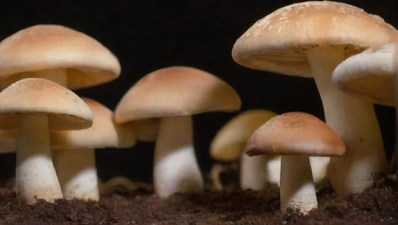 Tipos de sustratos utilizados en el cultivo de hongos de Impacto del sustrato en el sabor y calidad de los hongos