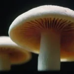 Uso de hongos en farmacéutica moderna: investigaciones recientes