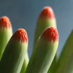 Técnicas de Cultivo para un Excelente Inóculo de Plantas