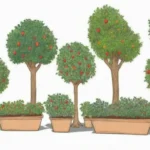 Los árboles frutales enanos son más pequeños y producen frutos más rápido que los estándar