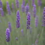 Las lavandas son plantas aromáticas y hermosas que atraen polinizadores y complementan el jardín