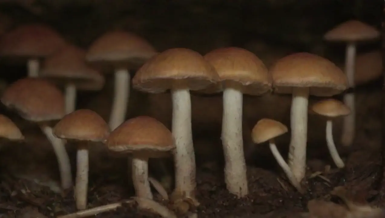 Hongos y recuperación de suelos degradados de Investigaciones sobre hongos para conservar recursos naturales