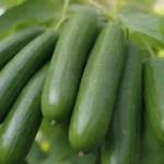 Vibrante verano: pepinos