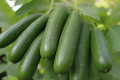 Vibrante verano: pepinos