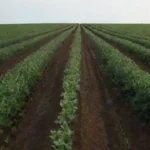 Plagas comunes en cultivos: identificación y control efectivo