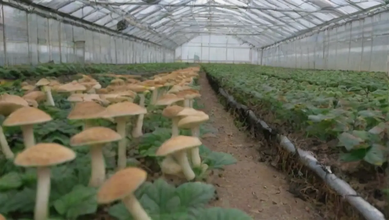 Beneficios de los invernaderos tecnológicos para el cultivo de hongos de Invernaderos tecnológicos: Innovación en el cultivo de hongos