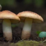 Investigaciones sobre el uso de hongos en agricultura de precisión