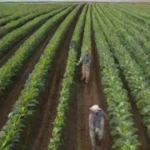 La fascinante historia de los cultivares de plantas agrícolas