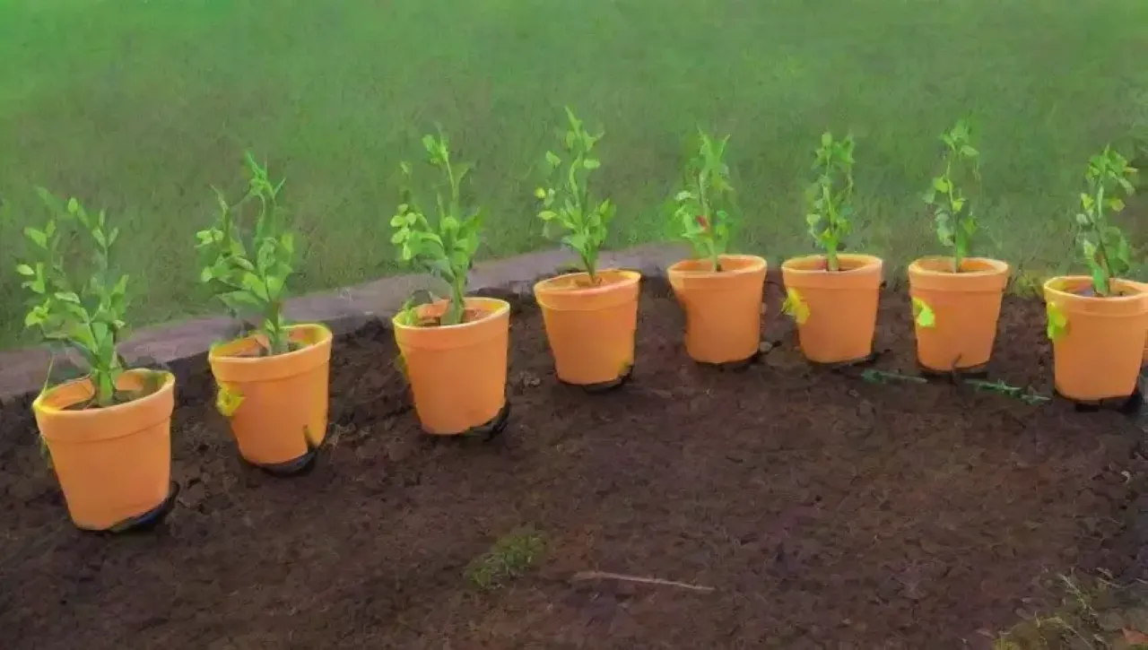 Un jardín sereno y vibrante con plantas saludables y colores contrastantes